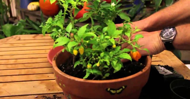 Are Pepper Plants Perennial