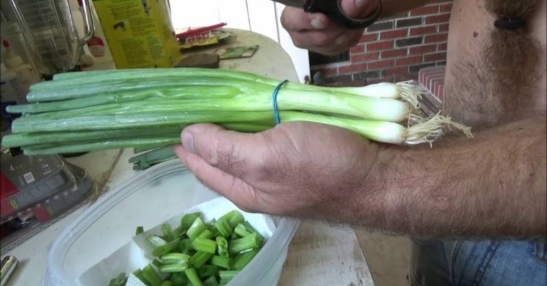 Green onions plant 