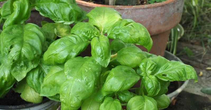 Basil- Oscimum basilicum 