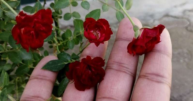 Ethiopian Roses plant