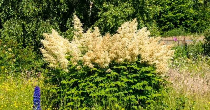 Giant Fleece Flower- Persicaria polymorpha