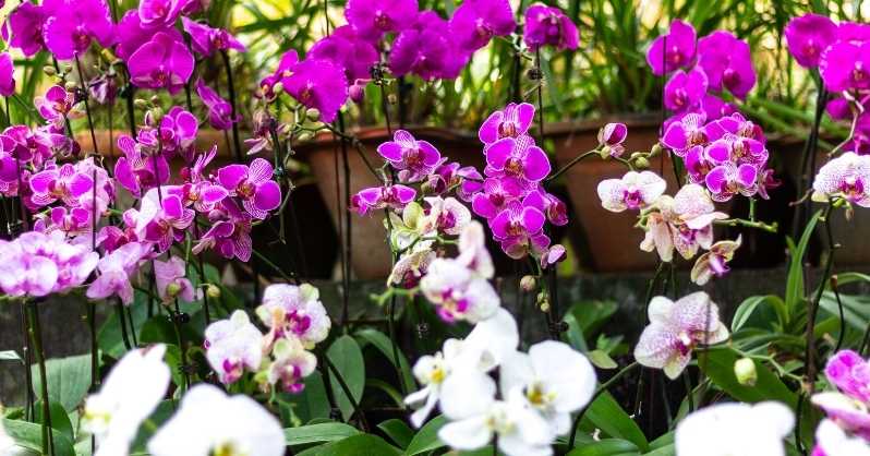How To Grow Purple orchid flower