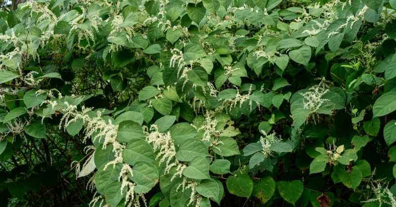 Japanese Knotweed- Polygonum cuspidatum