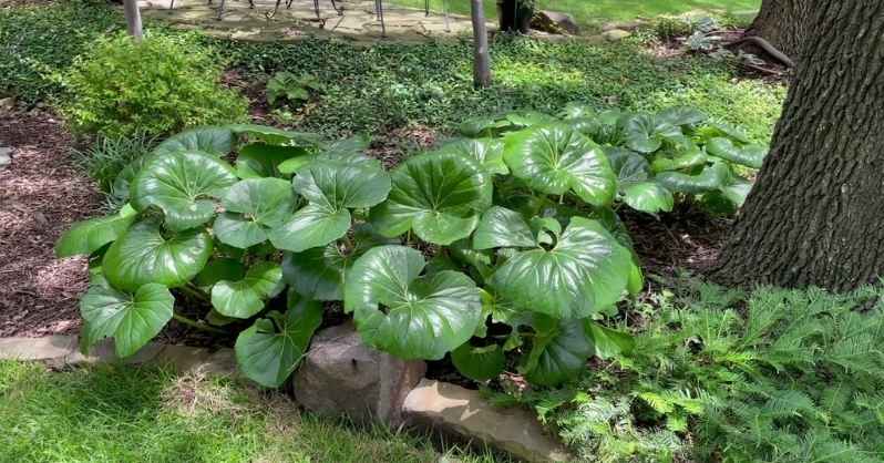 Leopard Plant- Farfugium japonicum 