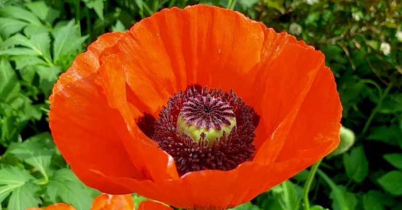 Oriental Poppies- Papaver orientale