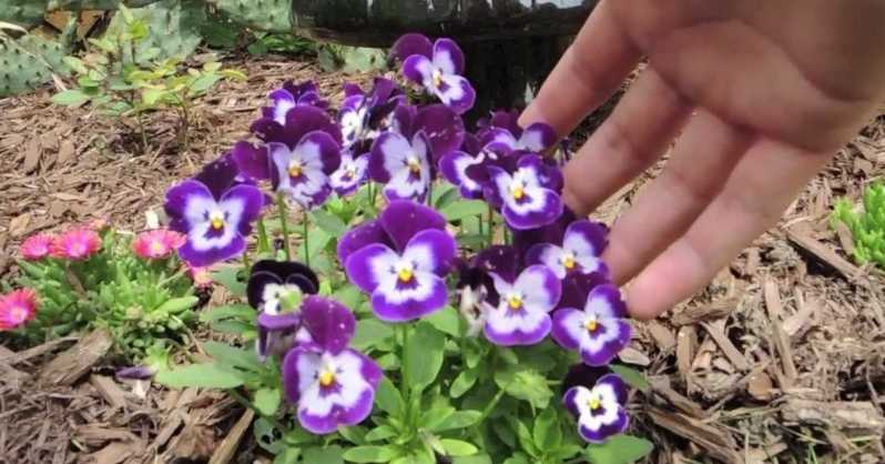 Pansy- Viola x wittrockiana