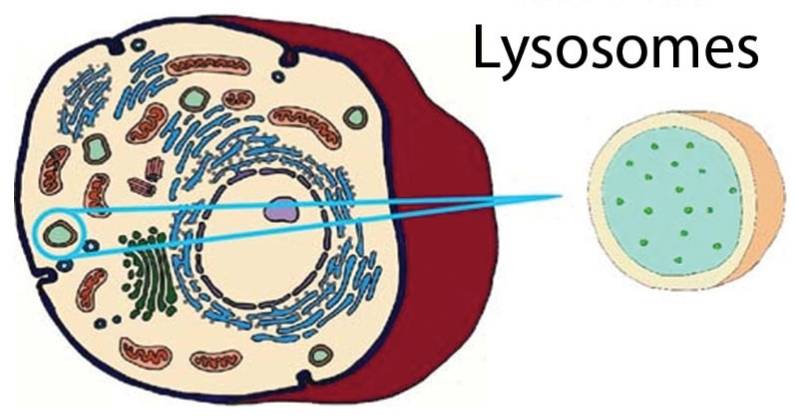 Do Plant Cells Have Lysosomes