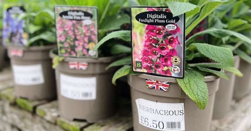 What Are Herbaceous Plants