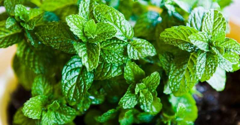 Why Are Mint Plants Perennial