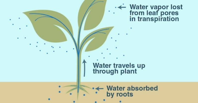 plants stop the transpiration in order to stop the water vapour from releasing in the air
