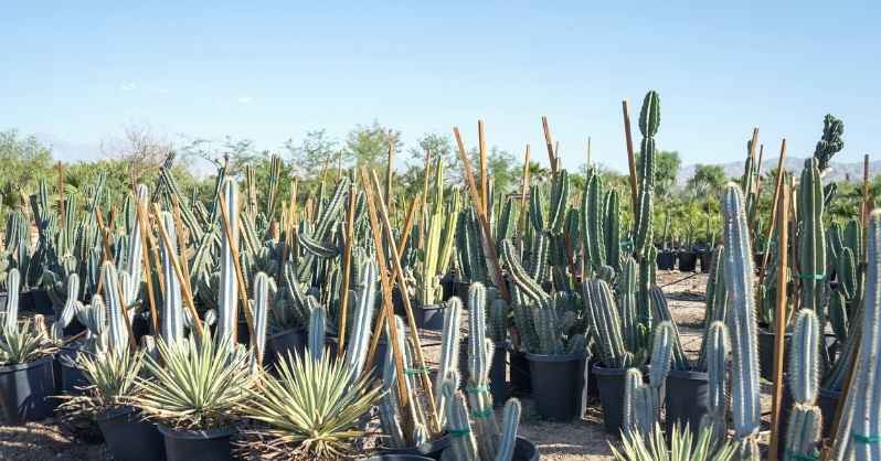 Uses of Pilocereus Azureus plant