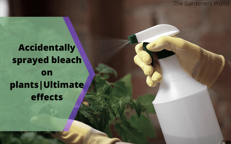 Accidentally sprayed bleach on plants