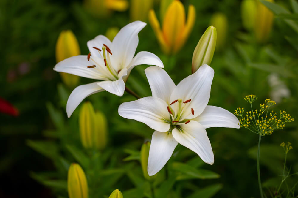 10 Examples of flowering plants - The Gardeners World