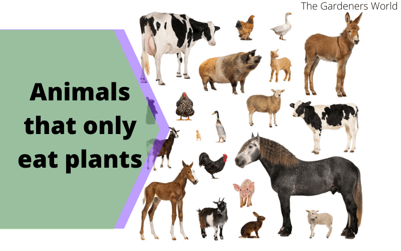 animals that only eat plants