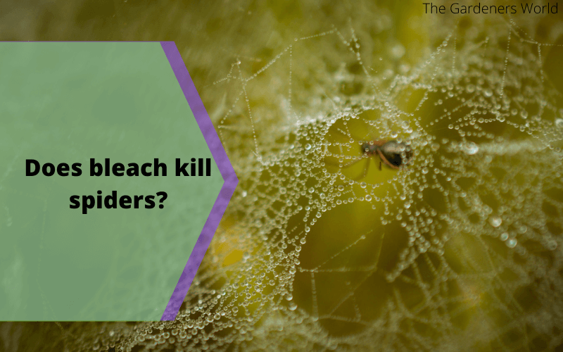 does bleach kill spiders?