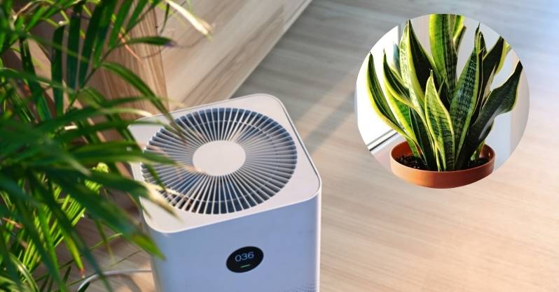 Air Purifier or snake plant