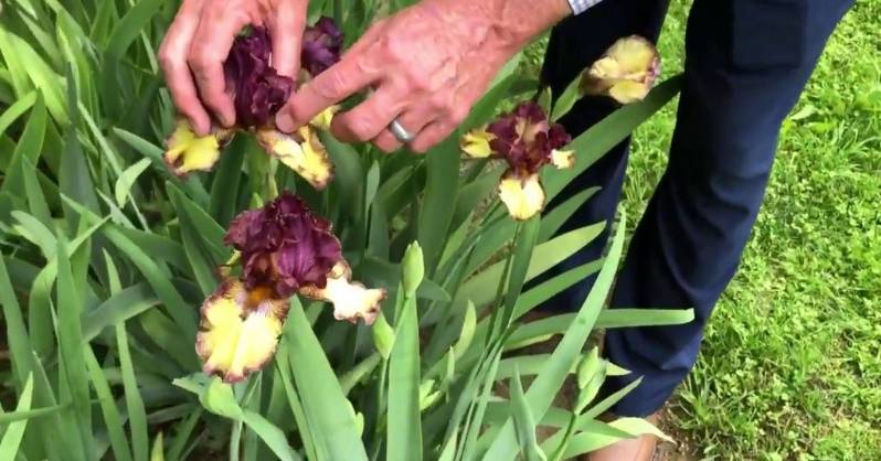 Bearded Iris plant