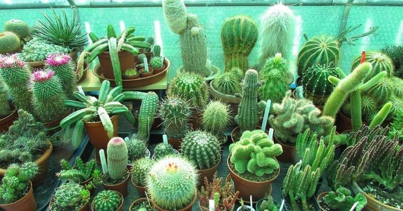 Cactus plants 
