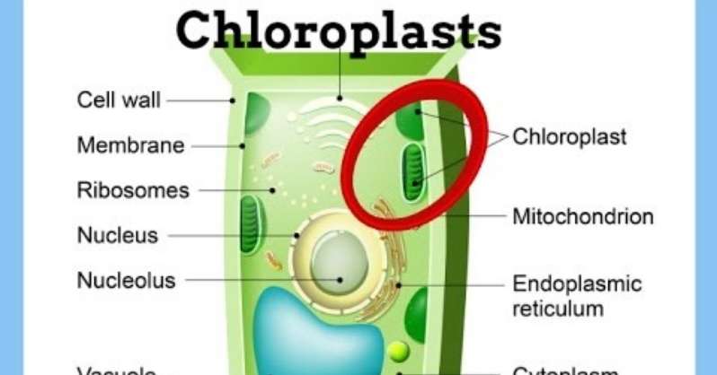 What Organelles Can You Find In Plant Cells? - The Gardeners World
