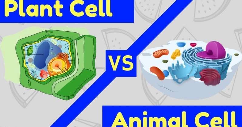 Difference Between lysosomes in Plant Cells and Animal Cells