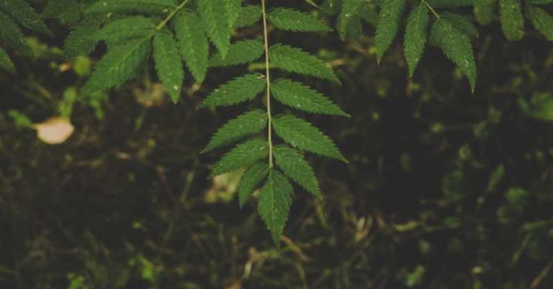 Examine the leaf's Texture