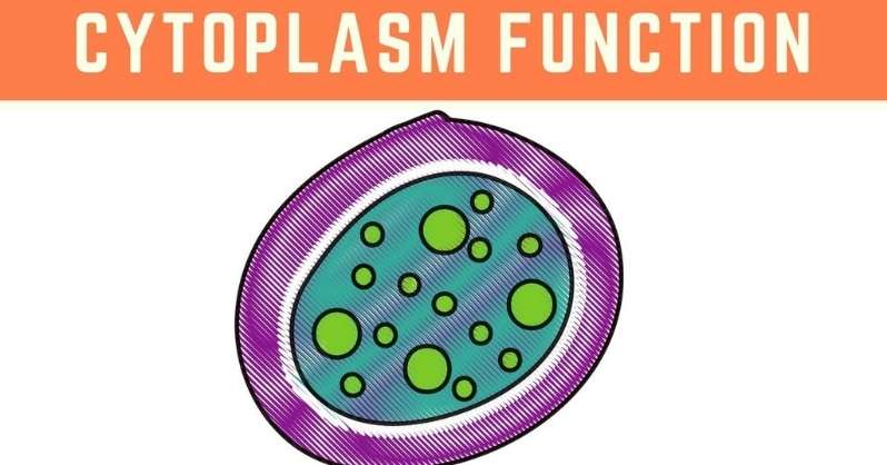 What are the functions of cytoplasm