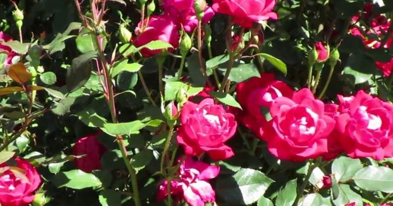 Knockout Roses plant