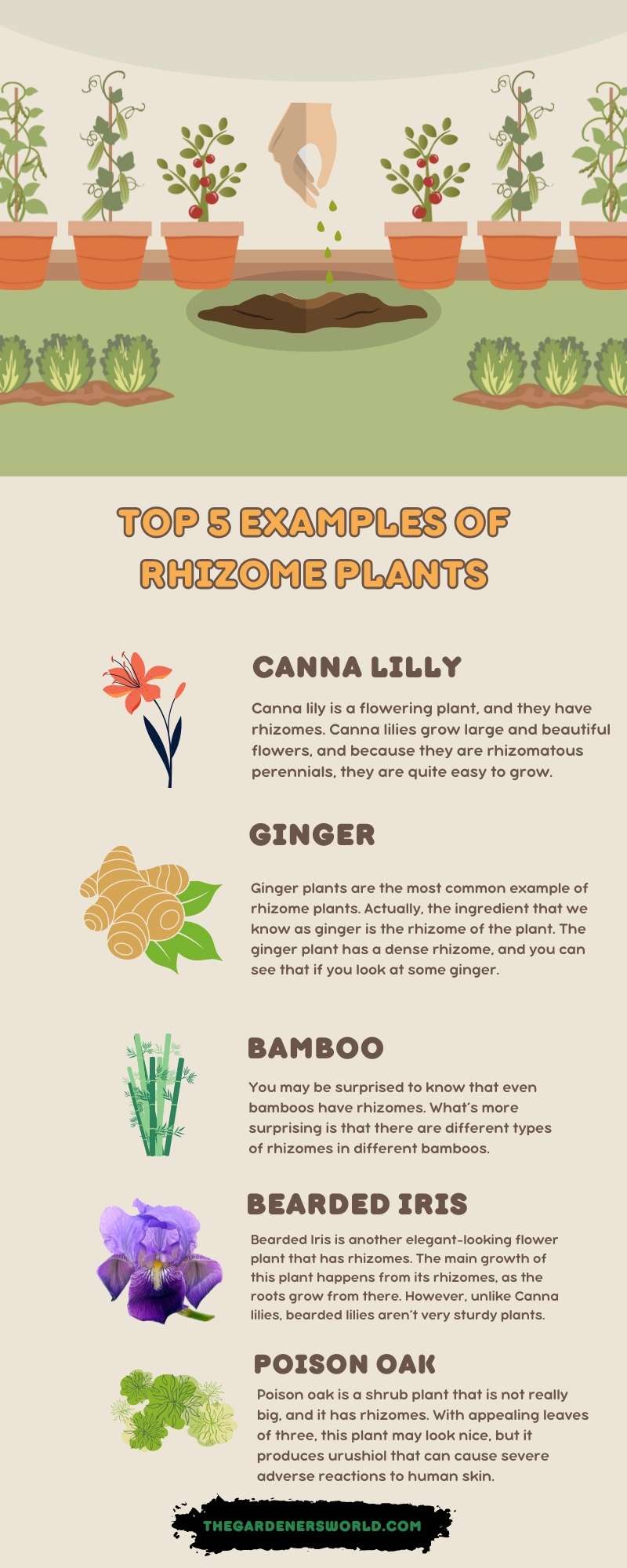 An Infographic of Top 5 Examples of Rhizome Plants

