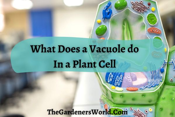 What Does a Vacuole do In a Plant Cell