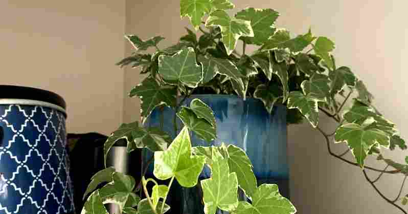 Benefit and Uses of ingrid liz ivy