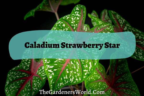 Caladium Strawberry Star