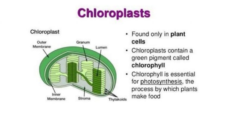 Do Plant Cells Have Chloroplasts? Everything You Need To Know - The ...