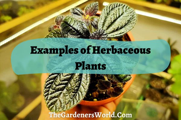 Examples of Herbaceous Plants That You Can Plant In Garden