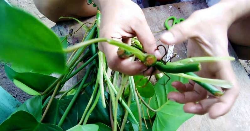 How to Care for a Philodendron Green Emerald