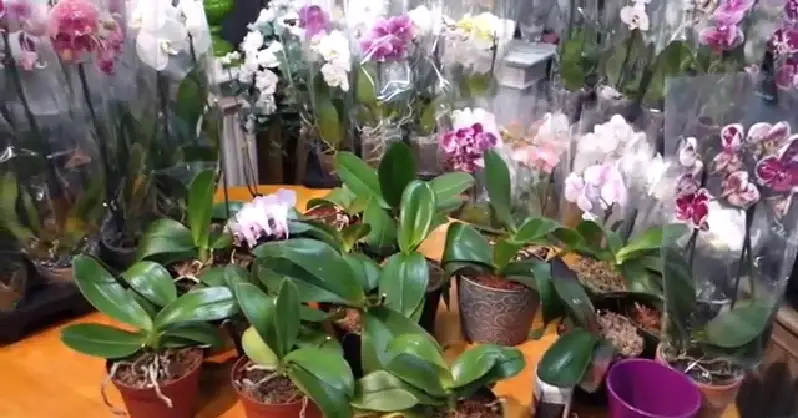 How to Make Your Orchids Blue Artificially