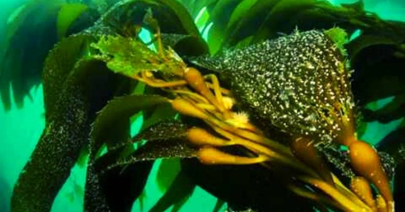 Kelp ocean flower
