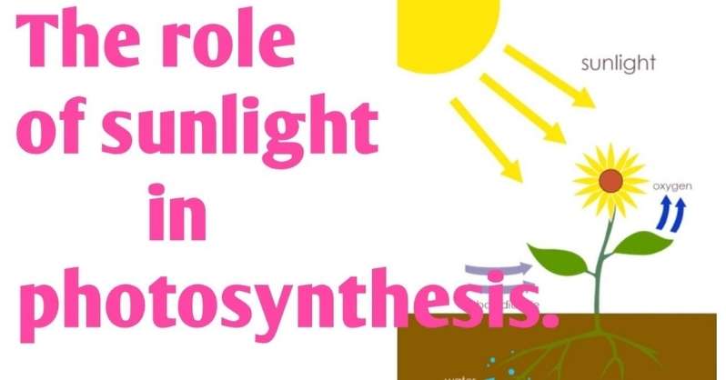 Sunlight’s Role in Photosynthesis