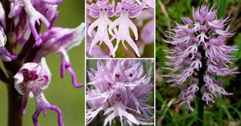 What Is A Naked Man Orchid