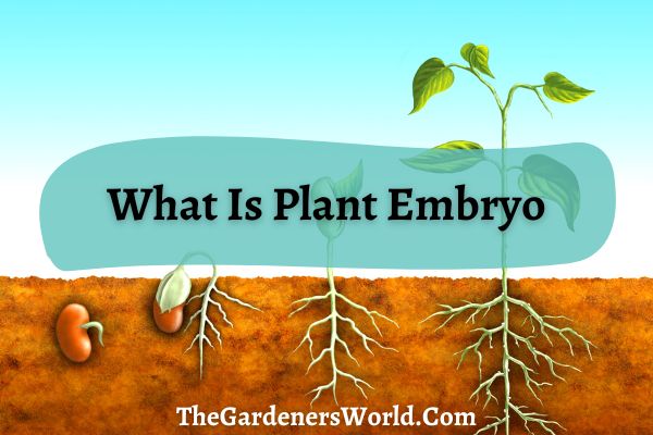 What Is Plant Embryo