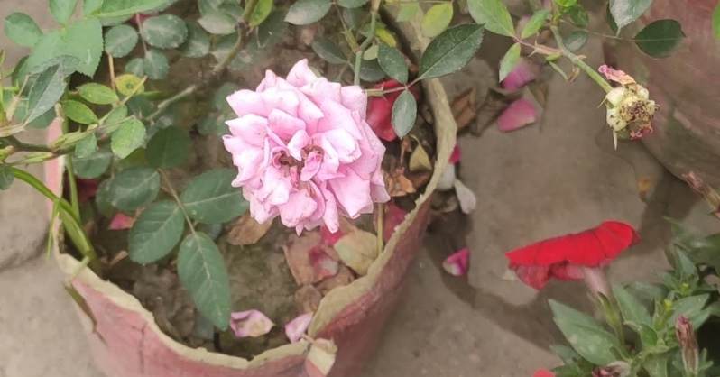 What is the Bengal Rose