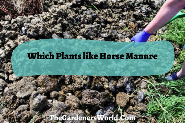 Which Plants like Horse Manure