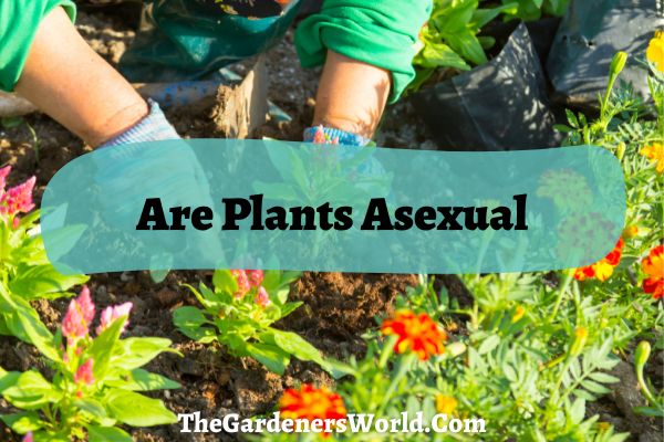 Are Plants Asexual