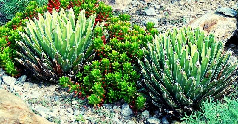 What are the uses of Agave Victoria Reginae plant